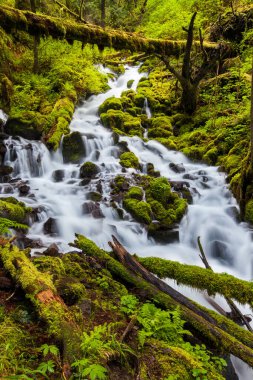 Oregon orman yürüyüş yolunda çağlayan şelaleler.