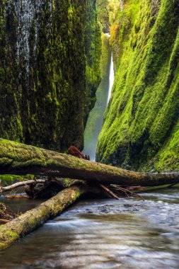 Kolombiya nehir geçidinde bir vadi. Oregon..