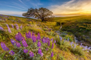 Columbia Hills Eyalet Parkı 'nda günbatımında Lupine..