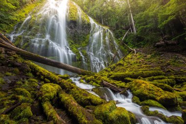 Oregon yağmur ormanlarına güzel bir vekil düşüyor, Willamette Ulusal Ormanı, ABD