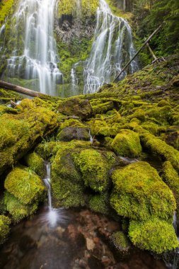 Proxy Oregon yağmur ormanlarına düştü, Willamette Ulusal Ormanı, ABD