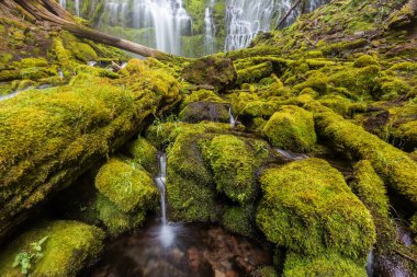 Proxy Oregon yağmur ormanlarına düştü, Willamette Ulusal Ormanı, ABD