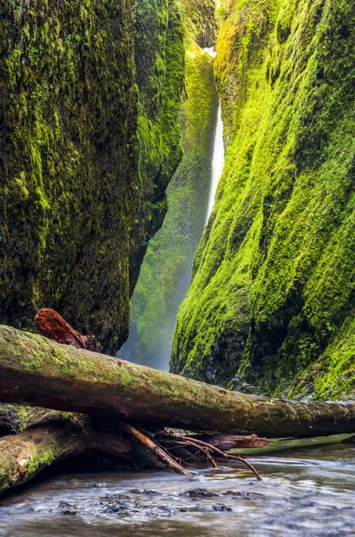 Oneonta Gorge Trail Columbia River Gorge Oregon — Stock Photo, Image