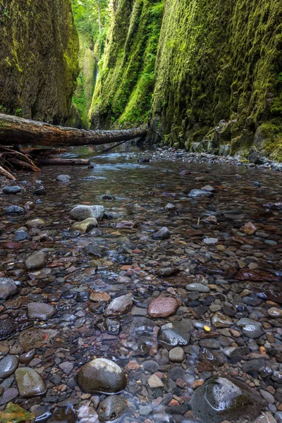 Belle Nature Oneonta Gorge Trail Oregon — Photo