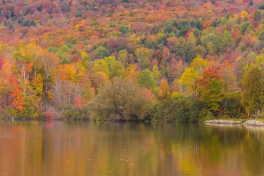 Vermont, Elmore Eyalet Parkı 'nda sonbahar yeşilliği ve yansıması.