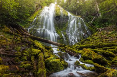 Güzel Vekil Oregon sise düştü.