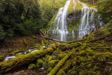 Güzel Vekil Oregon sise düştü.