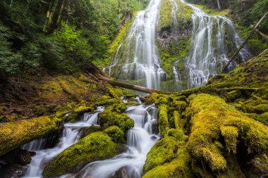 Vekil Oregon ormanına düştü.