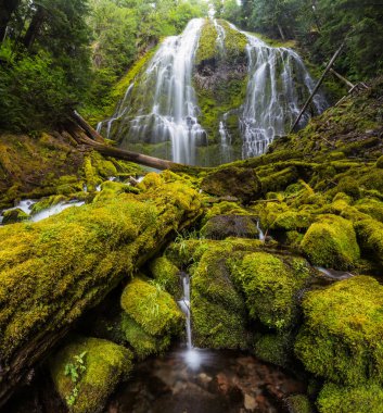 Vekil sunucu Oregon yağmur ormanlarına düştü.