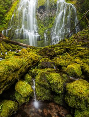 Vekil sunucu Oregon yağmur ormanlarına düştü