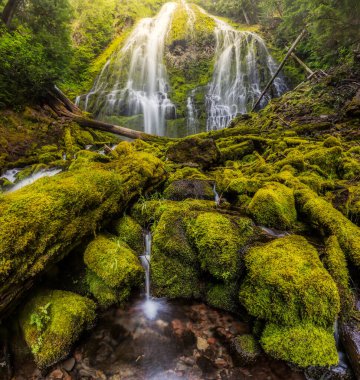 Güzel Vekil Oregon sise düştü.