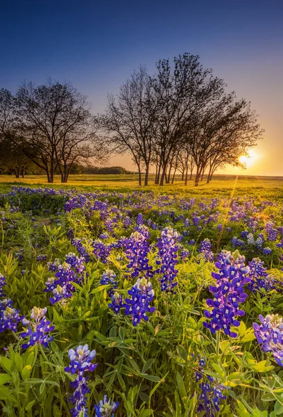 Texas Wilde Bloem Bluebonnet Lupine Ingediend Bij Zonsondergang — Stockfoto