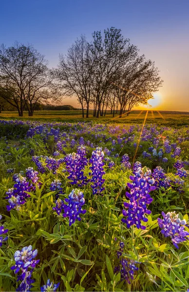 Texas Bluebonnet Ingediend Bij Zonsondergang Het Voorjaar — Stockfoto