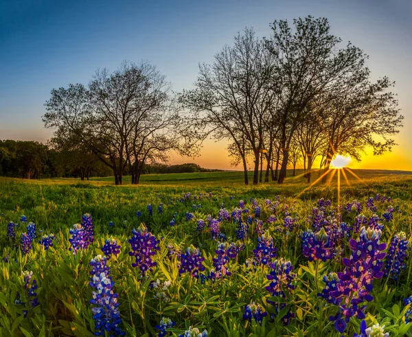Teksas Bluebonnet 'i baharda gün batımında