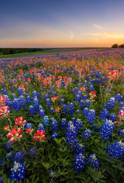 Texas Wilde Bloem Bluebonnet Indiaanse Paintbrush Veld Bij Zonsondergang — Stockfoto