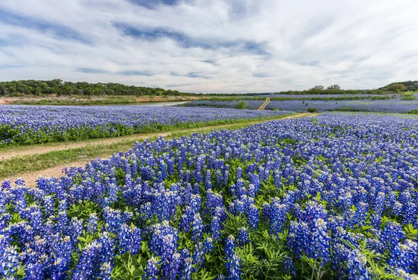 Groot Texas Bluebonnet Veld Austin — Stockfoto