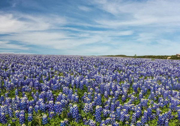 Texas Bluebonnet Arquivado Fundo Céu Azul Muleshoe Curva Austin — Fotografia de Stock