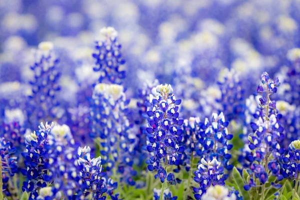 Texas Wildflower Närbild Bluebonnets Våren — Stockfoto