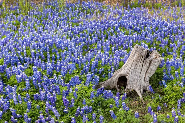 Bluebonnets Belo Texas Toco — Fotografia de Stock