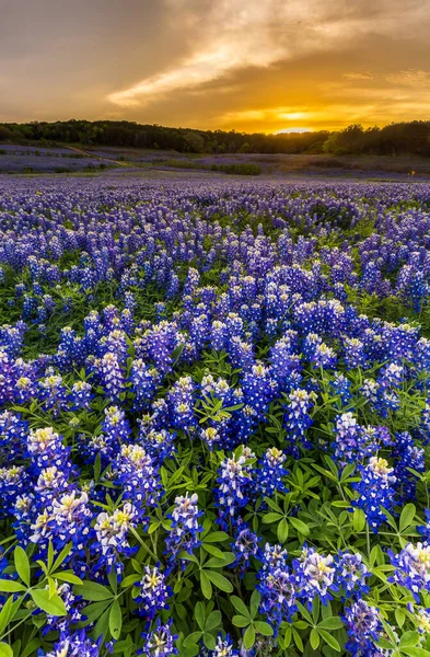 Güzel Bluebonnet tarlası Austin, Teksas yakınlarında gün batımında