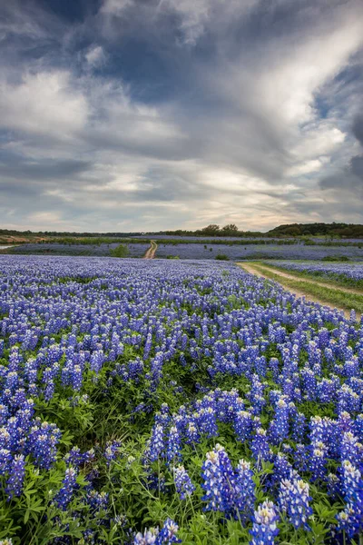 Mooie Bluebonnets Veld Bij Zonsondergang Bij Austin Texas — Stockfoto