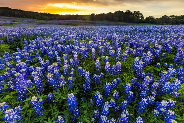 Baharda Austin, Teksas yakınlarında gün batımında güzel Bluebonnet tarlası
