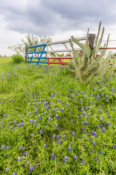 Bluebonnet field and Texas flag gate in countryside of Ennis, TX