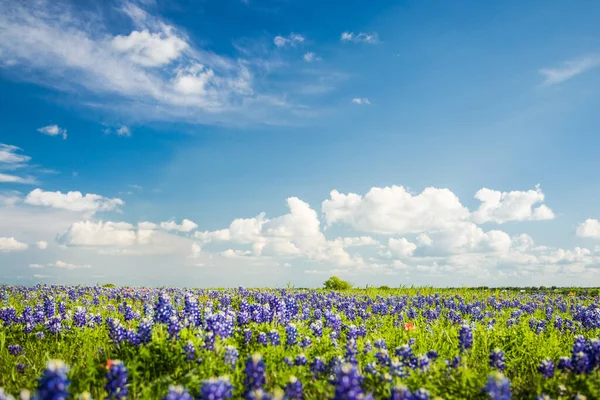 Texas Bluebonnet Ingediend Blauwe Lucht Ennis — Stockfoto