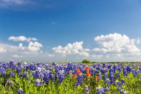 Bluebonnet Indián Ecset Iktatott Kék — Stock Fotó