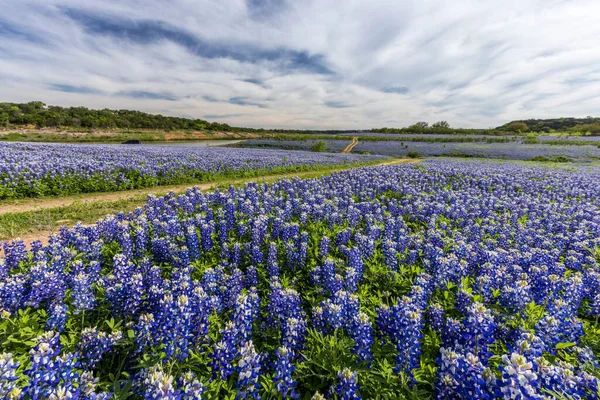 Mooi Texas Bluebonnet Veld Bij Muleshoe Bend Recreation Area — Stockfoto