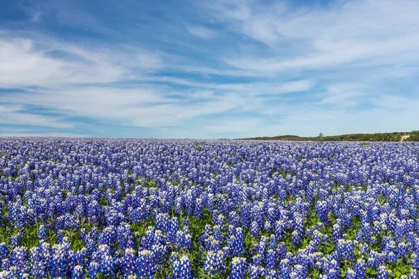 Texas Bluebonnet dosyalanmış ve Muleshoe dönemecinde mavi gökyüzü arkaplanı,