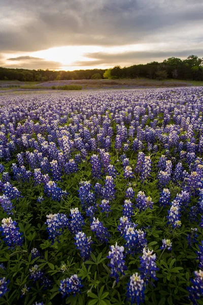 Mooie Bluebonnets Veld Bij Zonsondergang Bij Austin Texas — Stockfoto
