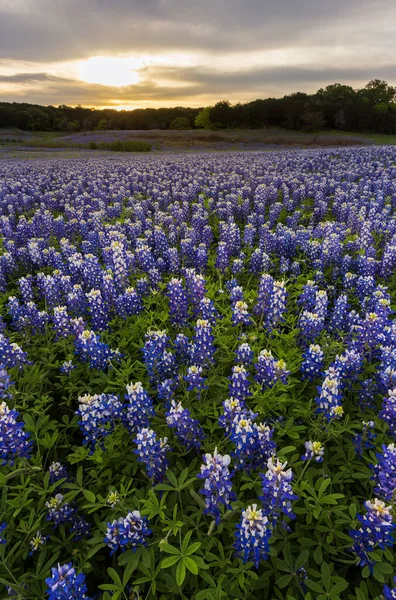 Belo Campo Bluebonnets Pôr Sol Perto Austin Texas — Fotografia de Stock