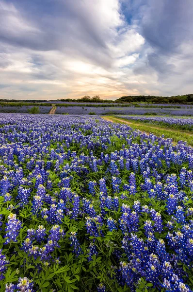 Güzel Bluebonnet tarlası Austin, Teksas yakınlarında gün batımında