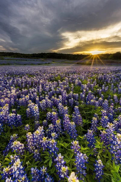 Belo Campo Bluebonnets Pôr Sol Perto Austin Texas — Fotografia de Stock