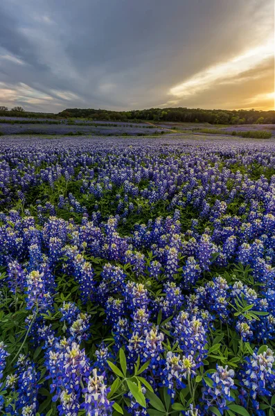 Mooie Bluebonnets Veld Bij Zonsondergang Bij Austin Texas Het Voorjaar — Stockfoto
