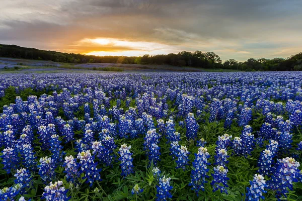 Mooie Bluebonnets Veld Bij Zonsondergang Bij Austin Texas Het Voorjaar — Stockfoto