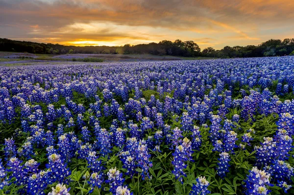 Mooie Bluebonnets Veld Bij Zonsondergang Bij Austin Texas Het Voorjaar — Stockfoto