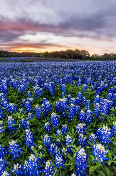 Baharda Austin, Teksas yakınlarında gün batımında güzel Bluebonnet tarlası