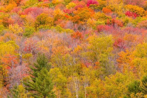 Sonbahar ağacı - doğal arkaplan.