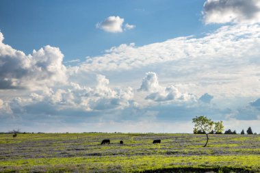 Texas Bluebonnet, Ennis 'te tarım arazisi açtı.