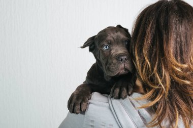 Baston Corso köpeğini tutan kadına yaklaş.