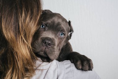 Baston Corso köpeğini tutan kadına yaklaş.