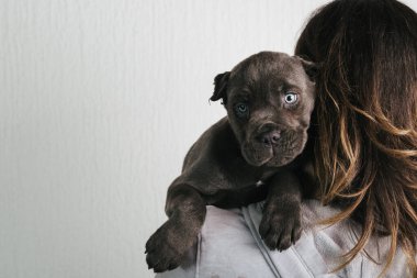 Baston Corso köpeğini tutan kadına yaklaş.