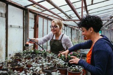Kadınlar serada birlikte çalışıyor.