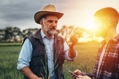 kıdemli işçi tarlada buğdayı inceliyor