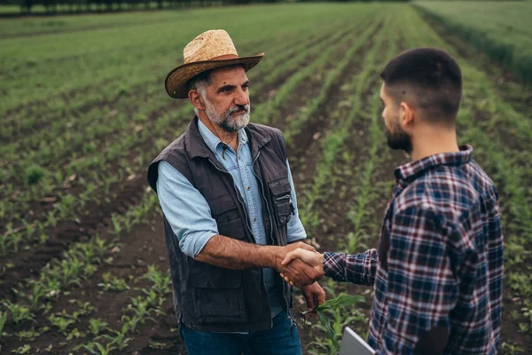 Agricultural Workers Handshake Corn Field — Stock Photo, Image