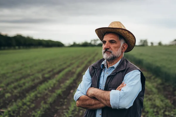 senior farmer posing arms crossed on corn field