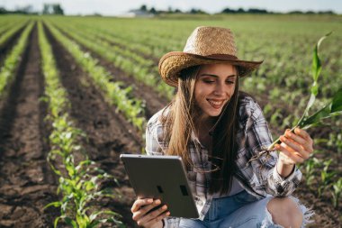 Mısır tarlasında mısır inceleyen kadın çiftçi.