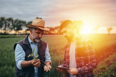 Mısır tarlasında yabani otları inceleyen tarım işçileri